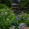 紫陽花寺