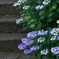 季節の花