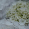 greenish-white