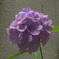 D0A302A6-B87B-441A-ABFB-8FF200934350