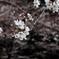桜花弁