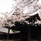 靖国神社の桜標本木