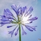 Agapanthus