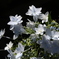 アジサイの花は何を呼ぶ？