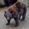 奥飛騨クマ牧場２