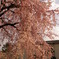 しだれ桜