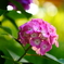 紫陽花