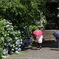 あじさい寺 (2) 220622-398