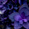 Dark Purple