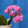 Phalaenopsis002