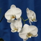 Phalaenopsis008