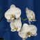 Phalaenopsis009