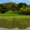 　Green Gradation at Rice-field