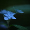 精霊の吐息　～七段花～