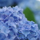 紫陽花