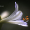 庭の花（アガパンサス）