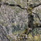 奥山田しだれ桜