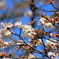 生田緑地の桜