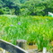トンボと菖蒲