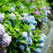 紫陽花