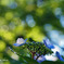 Summer　Hydrangea