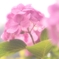 恵みの雨