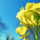菜の花と空