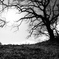 Landscape・樹相－Mar. 2020