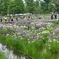 見事な花菖蒲