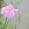 可憐な花菖蒲