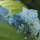 紫陽花
