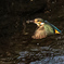 _DSC1536 (1)