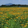 筑波山とキンセンカ/Mt. Tsukuba and calendula