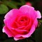 薔薇