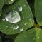 雨上がりの三つ葉
