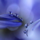 心海ＤＲＯＰＳ
