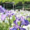 後楽園の花菖蒲