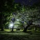 百済寺跡、夜桜