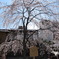 桜桜