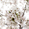 花曇り。