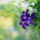 庭の花(クレマチス）