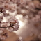 夙川の桜