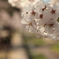 夙川の桜