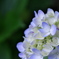 紫陽花