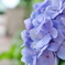 紫陽花２