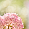 おはようの紫陽花