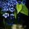 紫陽花ブルー