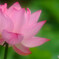 涼やかに✿蓮2022