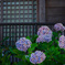 紫陽花