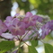 I紫陽花